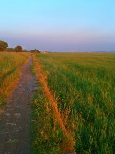 BeFunky_2014-07-01 21.jpg