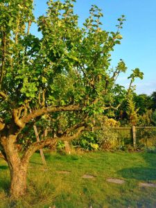 BeFunky_Chromatic_1.jpga