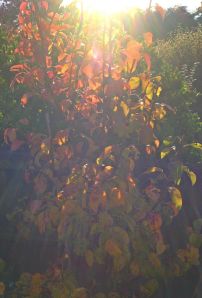 BeFunky_photo 2 (3).jpg