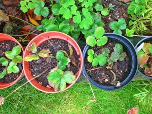 BeFunky_photo (3).jpg