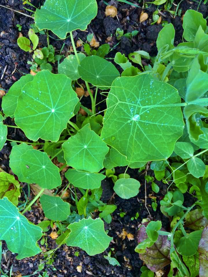 nasturtium