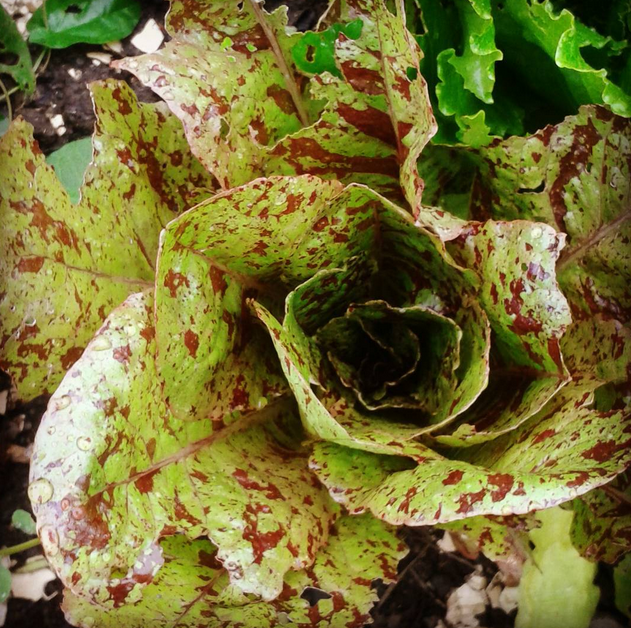lettuce Bristol allotment
