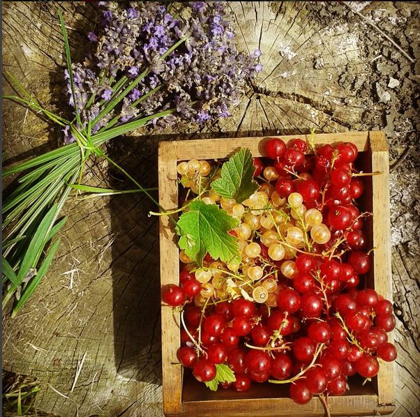 lavender redcurrant