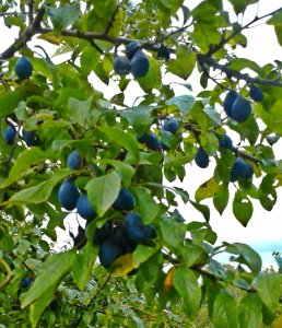 damson tree